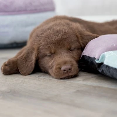 Trixie Junior Patchwork Blanket 10 Trixie Junior Patchwork Blanket - Image 8